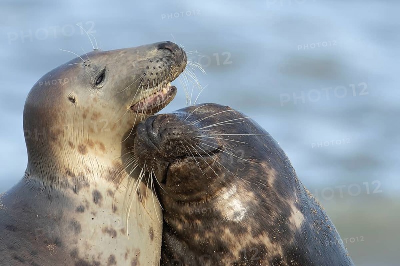 Atlantic grey seal (Halichoerus grypus) two adult marine animals in love courting on a beach on a coastline, Norfolk, England, United Kingdom