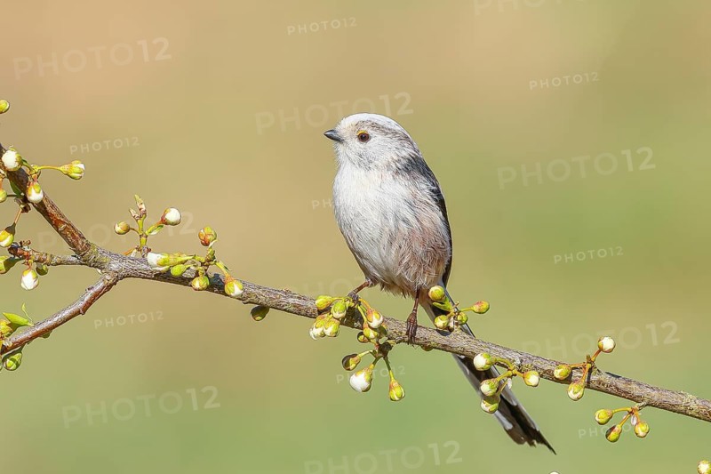 Long-tailed Tit (Aegithalos caudatus), sitting on a thin branch, spring, nature photography, wildlife, animals, birds, tits, Siegerland, North Rhine-Westphalia, Germany