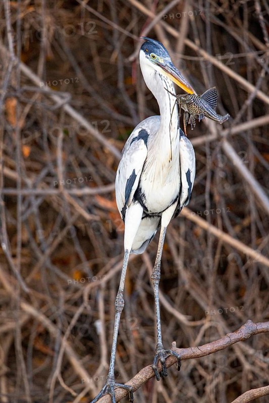 Cocoi Heron (Ardea cocoi) Pantanal Brazil