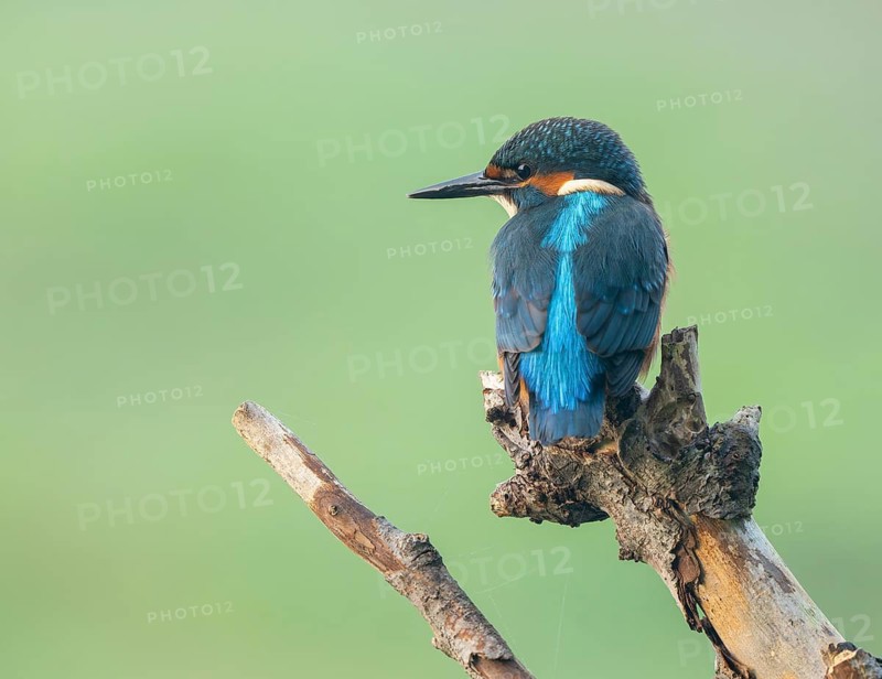 Kingfisher (Alcedo atthis) sitting on an old branch, perch and looking for prey, Lower Saxony, Germany