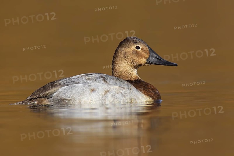 Canvasback (Aythya valisineria) female, British Columbia, Canada
