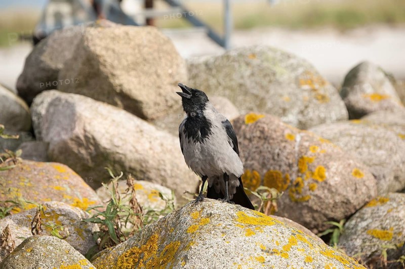 Hooded Crow (Corvus cornix), Mecklenburg-Western Pomerania, Germany