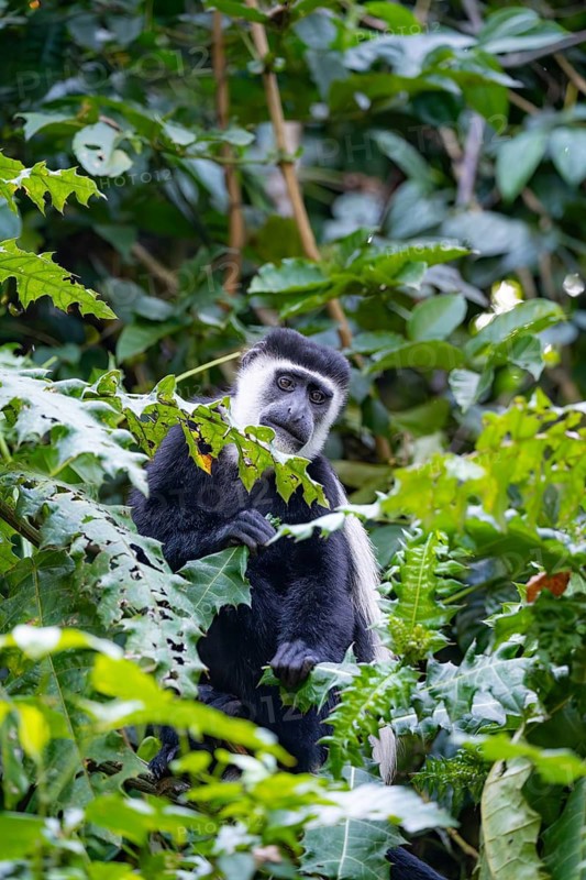 West African guereza or mantelaffe (Colobus guereza occidentalis) eating leaves, Bigodi, Western Region, Uganda