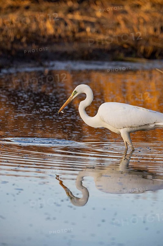 Great White Egret (Egretta alba) Germany