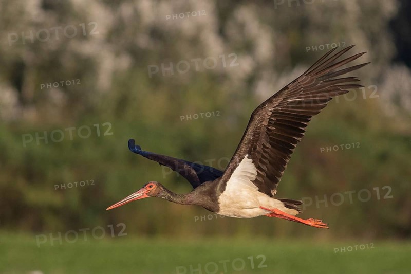 Black Stork (Ciconia nigra) flying, Tiszaalpár, Hungary