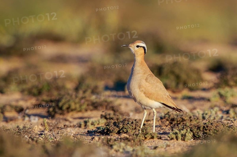 Cream-colored Courser (Cursorius cursor), Fuerteventura, Spain