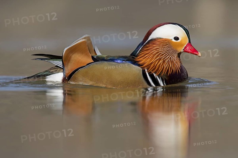 Mandarin duck, (Aix galericulata), animals, birds, duck birds, male, drake, forest park, Mannheim, Baden-Württemberg, Federal Republic of Germany