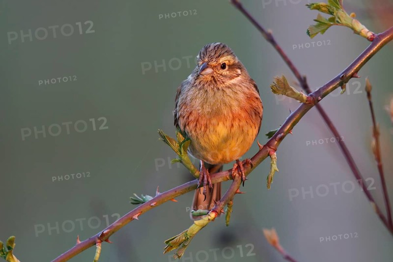 Cirl Bunting (Emberiza cirlus) female, Rhineland-Palatinate, Germany