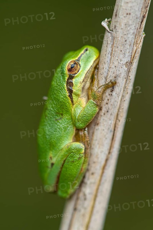 European tree frog (Hyla arborea), Zandvort, Netherlands