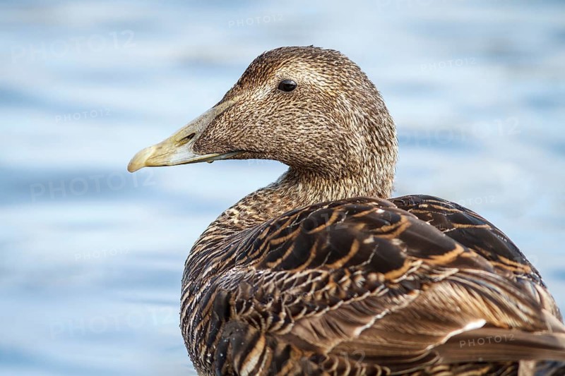 Common Eider (Somateria mollissima), female, Seahouses, United Kingdom