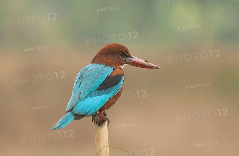 A white-throated kingfisher (Halcyon smyrnensis), Sreepur, Gazipur, Bangladesh