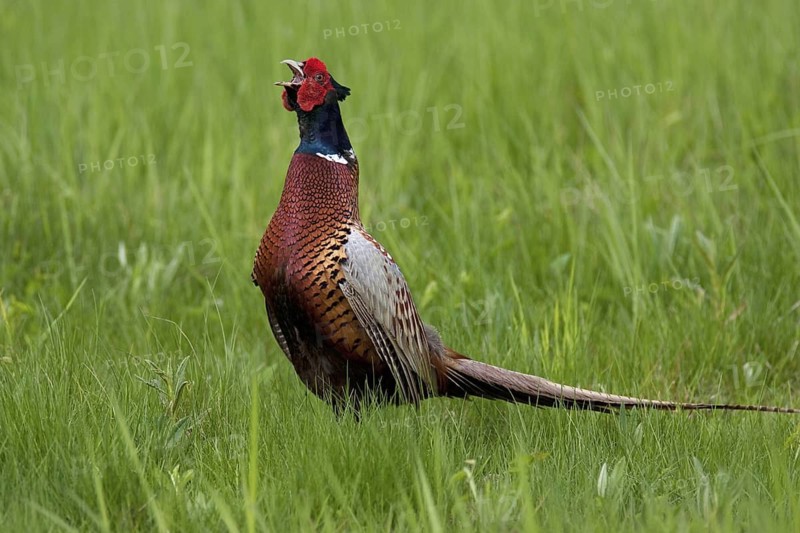 Common Pheasant (Phasianus colchicus) male calling, Lake Neusiedl, Austria