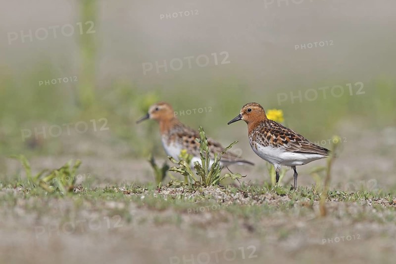 Red-necked Stint (Calidris ruficollis) foraging, Dornod Province, Mongolia