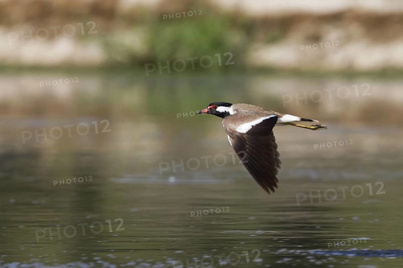 Red-wattled Lapwing (Vanellus indicus) flying, Oman