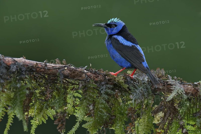 Red-legged Honeycreeper (Cyanerpes cyaneus) male, Costa Rica