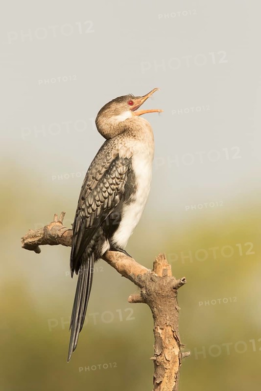 Reed Cormorant (Microcarbo africanus), Gambia
