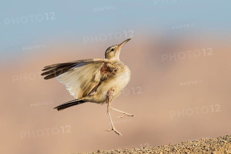 Greater Hoopoe-Lark (Alaemon alaudipes) juvenile, Eilat, Israel