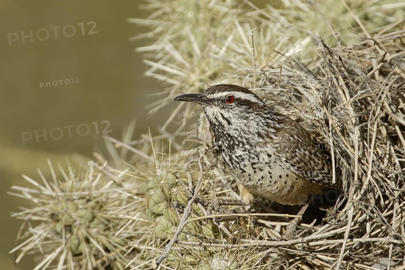 Cactus Wren (Campylorhynchus brunneicapillus), Arizona, USA