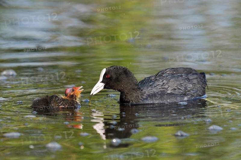 Eurasian Coot (Fulica atra) feeding chicks, North Rhine-Westphalia, Germany