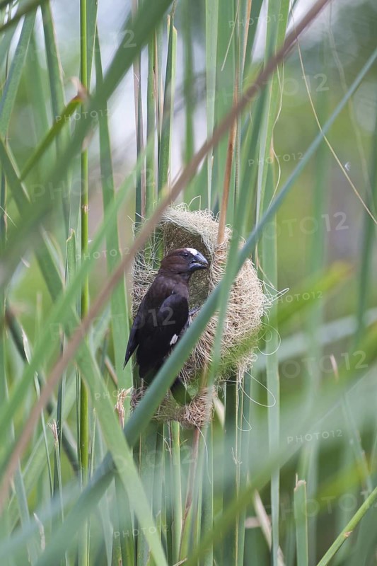 Thick-billed Weaver (Amblyospiza albifrons), Okavango-Delta, Botswana