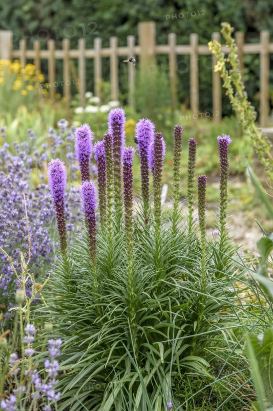 Dense blazing star (Liatris spicata), Pruhonice, Prague, Czech Republic