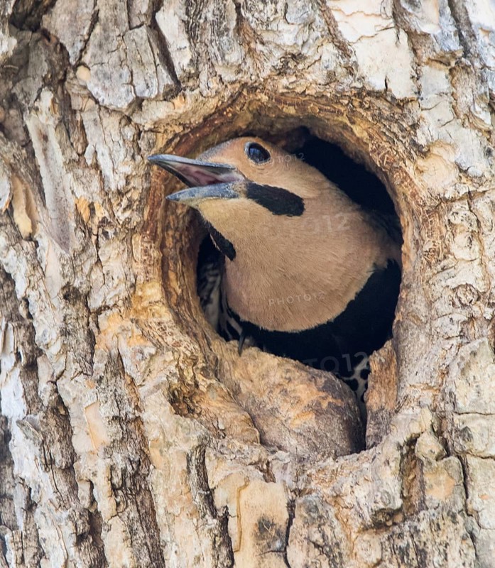 Northern Flicker, Colaptes auratus, male, in nest cavity in Saskatoon, Saskatchewan, Canada