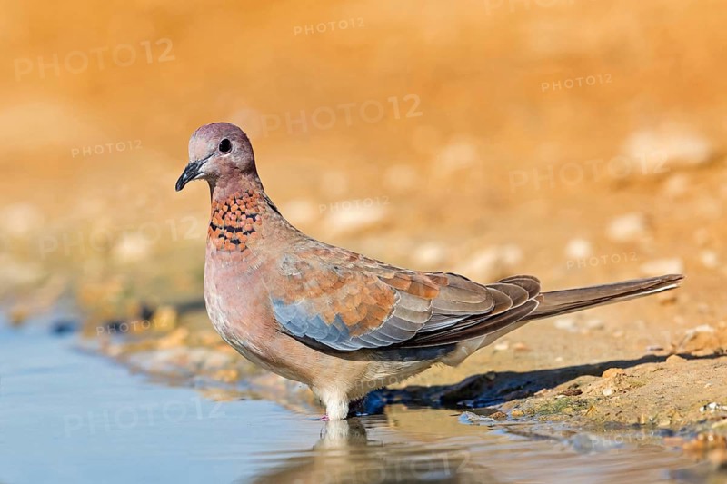 Palm Dove, Laughing Dove, Palm Dove, Streptopelia senegalensis, Tourterelle maillée, Tourterelle de Sénégal, Tórtola Senegalesa, Celias Waterhole, Ezuz, HaDarom, Israel