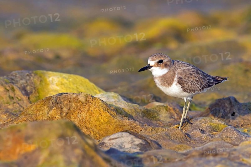 Desert plover, (Charadrius leschenaultii), animals, birds, biotope, habitat, foraging, Middle East, wader, plover family, Al Muwalah, Qurayyat, Mu?afaz¸at Masqat, Oman
