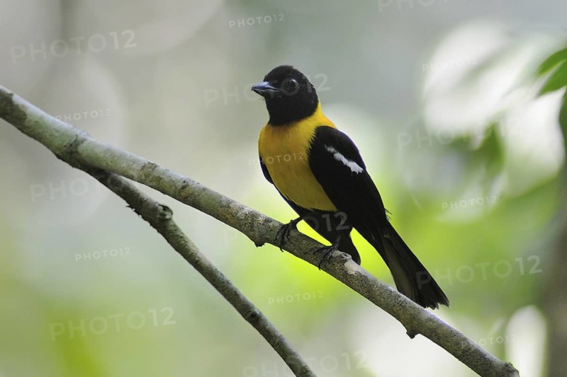 Black-throated Shrike-Tanager (Lanio aurantius), Guatemala