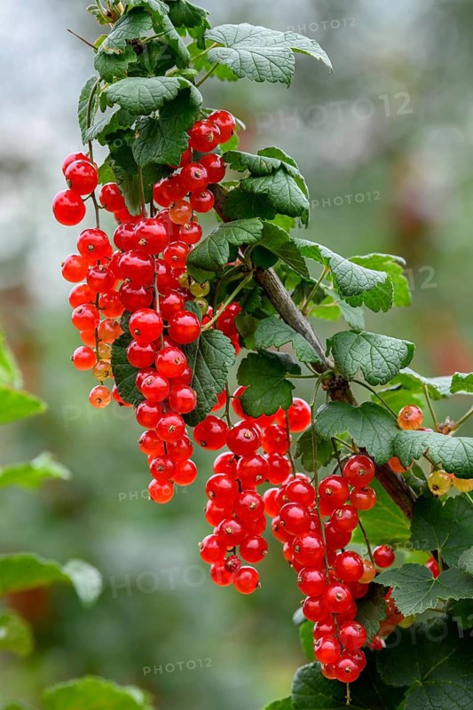 Currants on a bush, near Mösbach, Black Forest, Ortenau district, Baden-Württemberg, Germany
