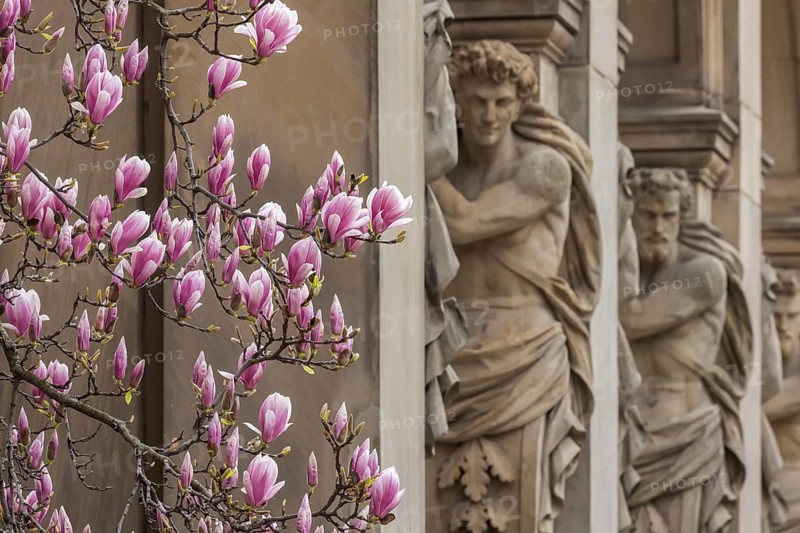 Magnolia blossom in Stuttgart. Magnolias (Magnolia) bloom throughout the city centre in spring. Pavilion of the Villa Bohnenberger in Stuttgart city centre. Neoclassical garden loggia next to the Villa Bohnenberger. Stuttgart, Baden-Württemberg, Germany