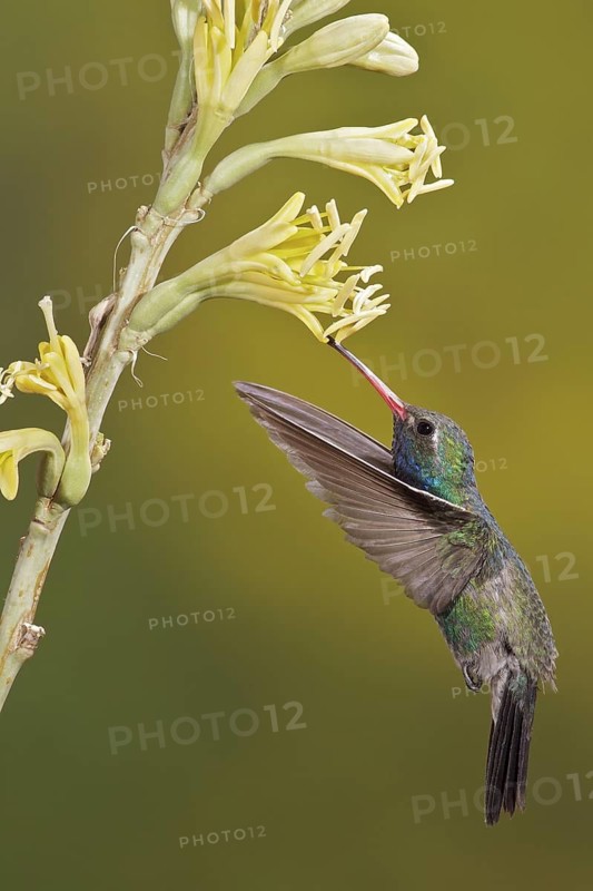 Broad-billed Hummingbird (Cynanthus latirostris) flying while feeding at a flower in southern Arizona, USA