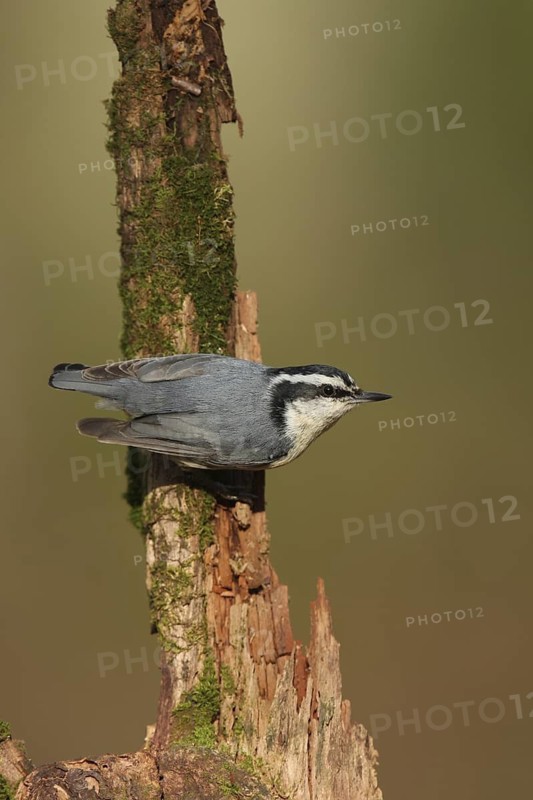 Red-breasted Nuthatch (Sitta canadensis), Ohio, USA