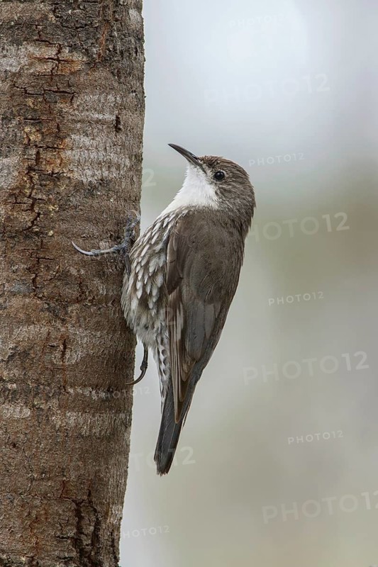 White-throated Treecreeper (Cormobates leucophaea) male, Victoria, Australia