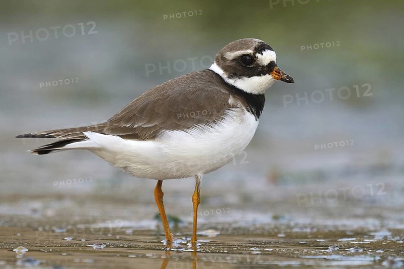 Common Ringed Plover (Charadrius hiaticula), Seville, Spain