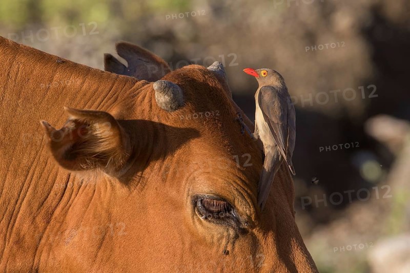 Red-billed Oxpecker (Buphagus erythrorynchus) perched on the head of a cow, Lake Natron, Tanzania