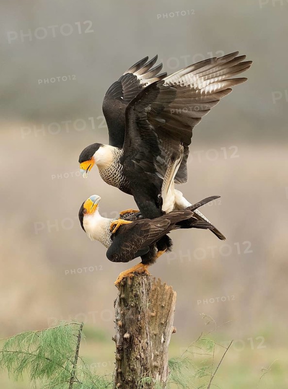 Northern Crested Caracara (Caracara cheriway) pair mating, Texas, USA