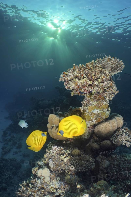 Maskarill masked butterflyfish (Chaetodon semilarvatus)