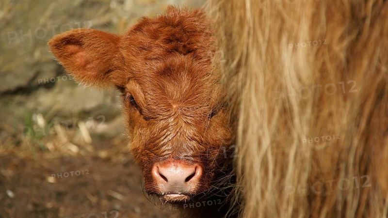 Europe, Scotland, Great Britain, England, countryside, Highland Cattle, Scottish Highland Cattle