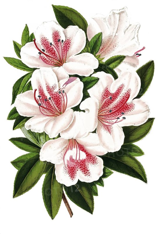 Azalea indica, var. Eulalie van Geert, Indian azalea, plant and flower, digitally reworked reproduction of an original from the 19th century