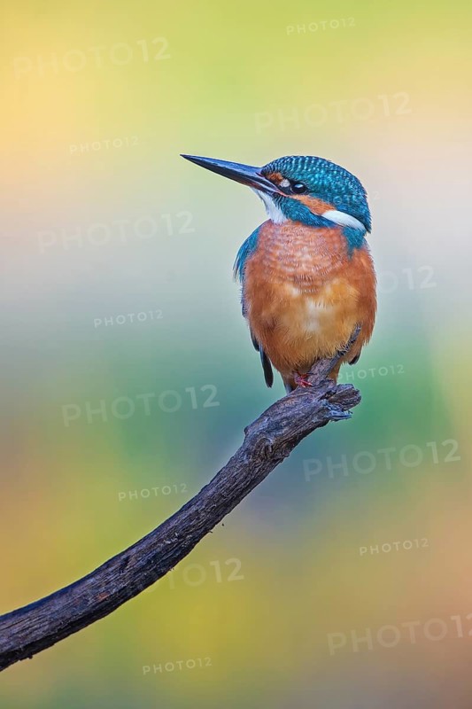 Common Kingfisher (Alcedo atthis) perched on a branch, Saxony-Anhalt, Germany