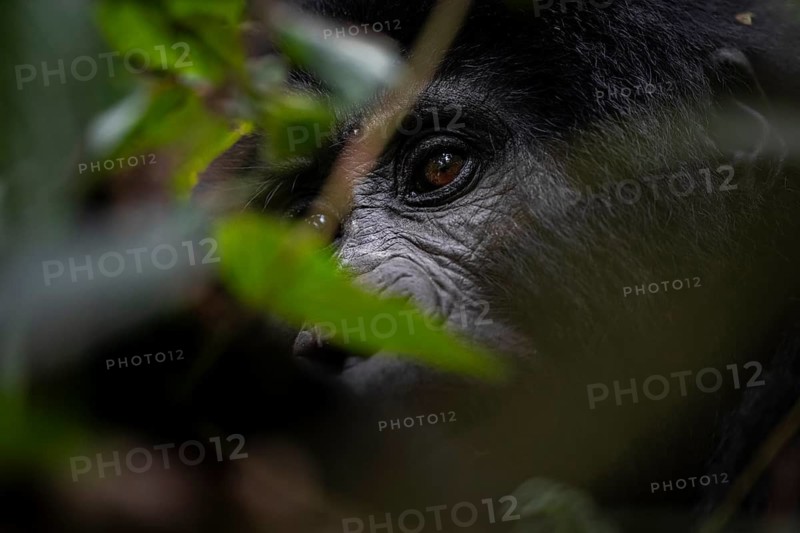 Mountain gorilla (Gorilla berengei berengei), Bwindi Impenetrable National Park, Uganda