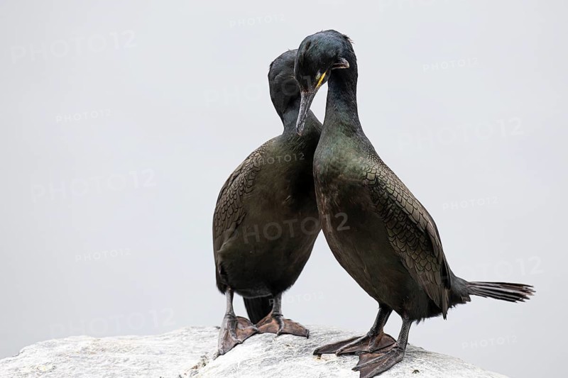 Cormorant (Gulosus aristotelis), breeding pair in courtship display, Hornøya Island, Vardø, Varanger, Finnmark, Norway