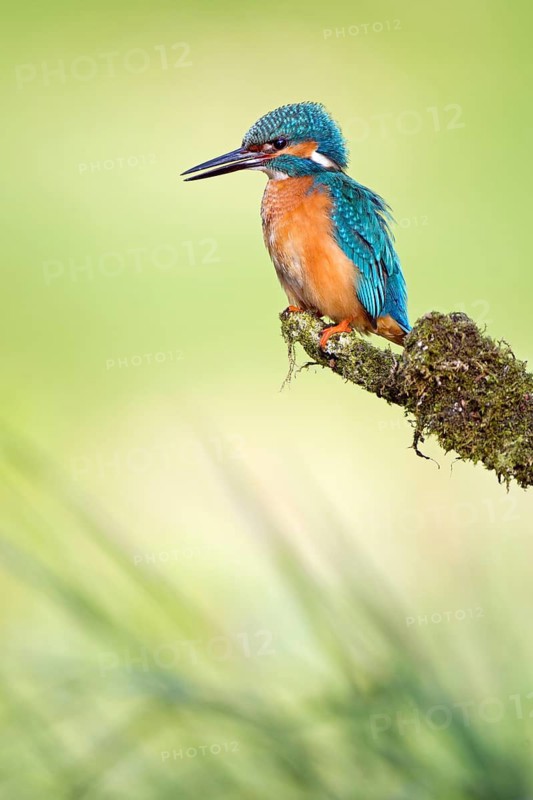 Common Kingfisher (Alcedo atthis) male, Saxony-Anhalt, Germany