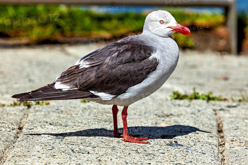 A blood-billed gull from South America Argentina (Leucophaeus scoresbii)