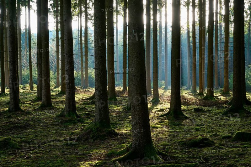 Quiet forest scene with tall trees, mossy soil and gentle play of light and shadow, Mudau, Odenwald, Baden-Württemberg, Germany