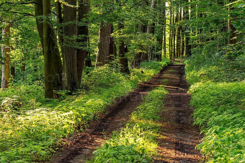 Sun-drenched forest path framed by trees with spring-like green foliage, Barntrup, North Rhine-Westphalia, Germany