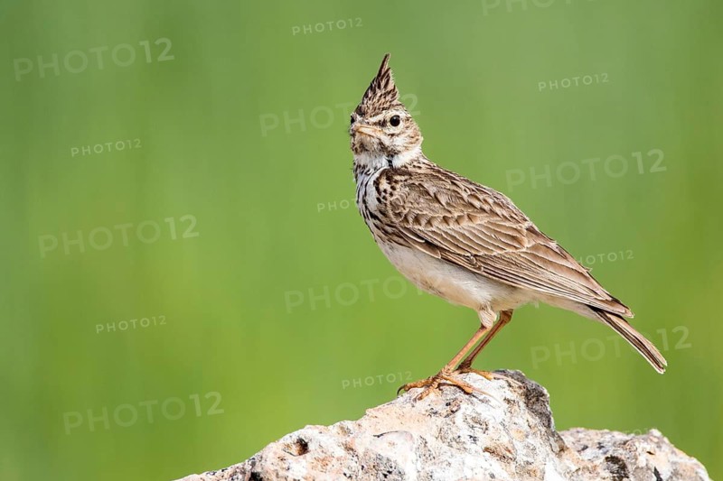 Thekla Lark (Galerida theklae) perched on a rock, Castile and Leon, Spain
