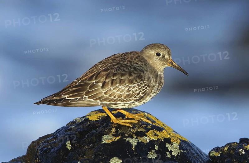 Purple Sandpiper (Calidris maritima) juvenile, Brittany, France