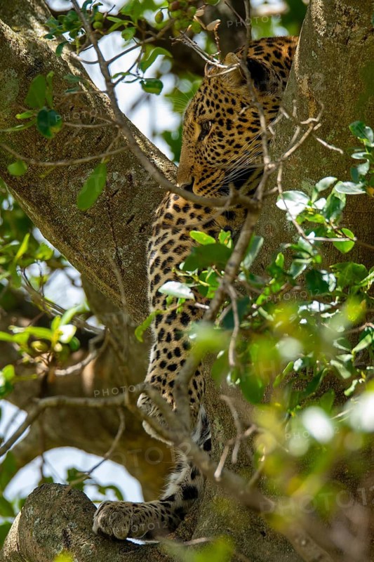 A stunning leopard rests camouflaged among the lush green leaves of a tree in the Masai Mara, Kenya. Captured during a thrilling safari adventure, showcasing Africa's diverse wildlife